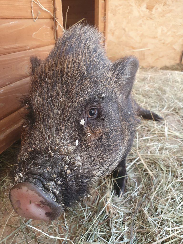 Scheletro di maiale domestico (Sus scrofa domesticus), femmina, preparato -  1020996 - T300131f - Animali da fattoria - 3B Scientific