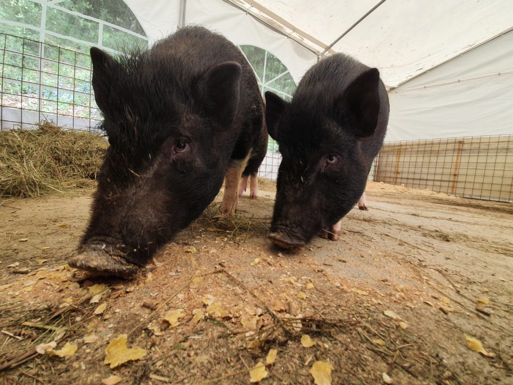 Scheletro di maiale domestico (Sus scrofa domesticus), femmina, preparato -  1020996 - T300131f - Animali da fattoria - 3B Scientific